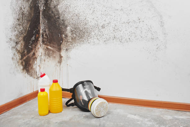 Best Post-Remediation Services in Stallion Springs, CA