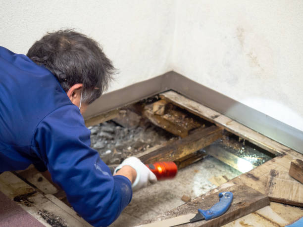 Professional Mold Remediation in Stallion Springs, CA