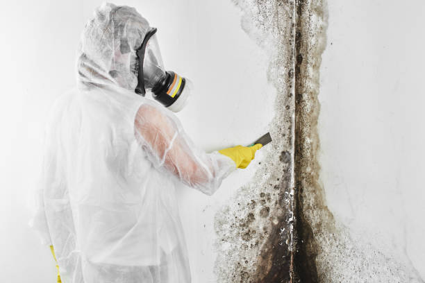 Best Mold Remediation for Schools in Stallion Springs, CA