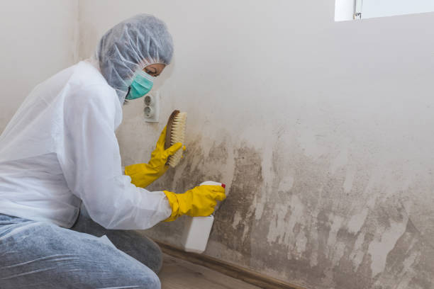 Best Preventive Mold Services in Stallion Springs, CA
