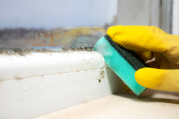 Best DIY Mold Remediation Support Services in Stallion Springs, CA