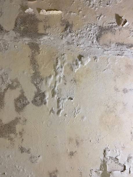 Best Mold Testing and Inspection Services in Stallion Springs, CA