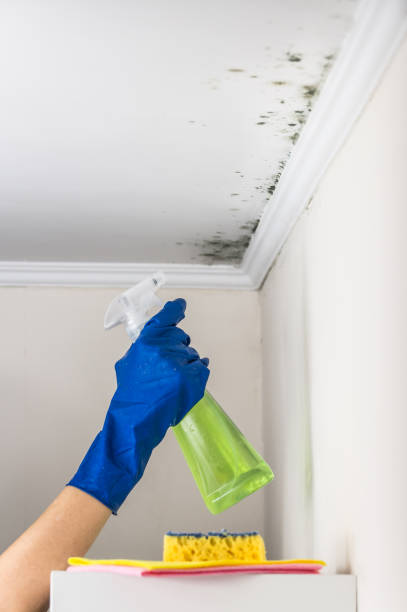 Best Mold Testing and Inspection Services in Stallion Springs, CA